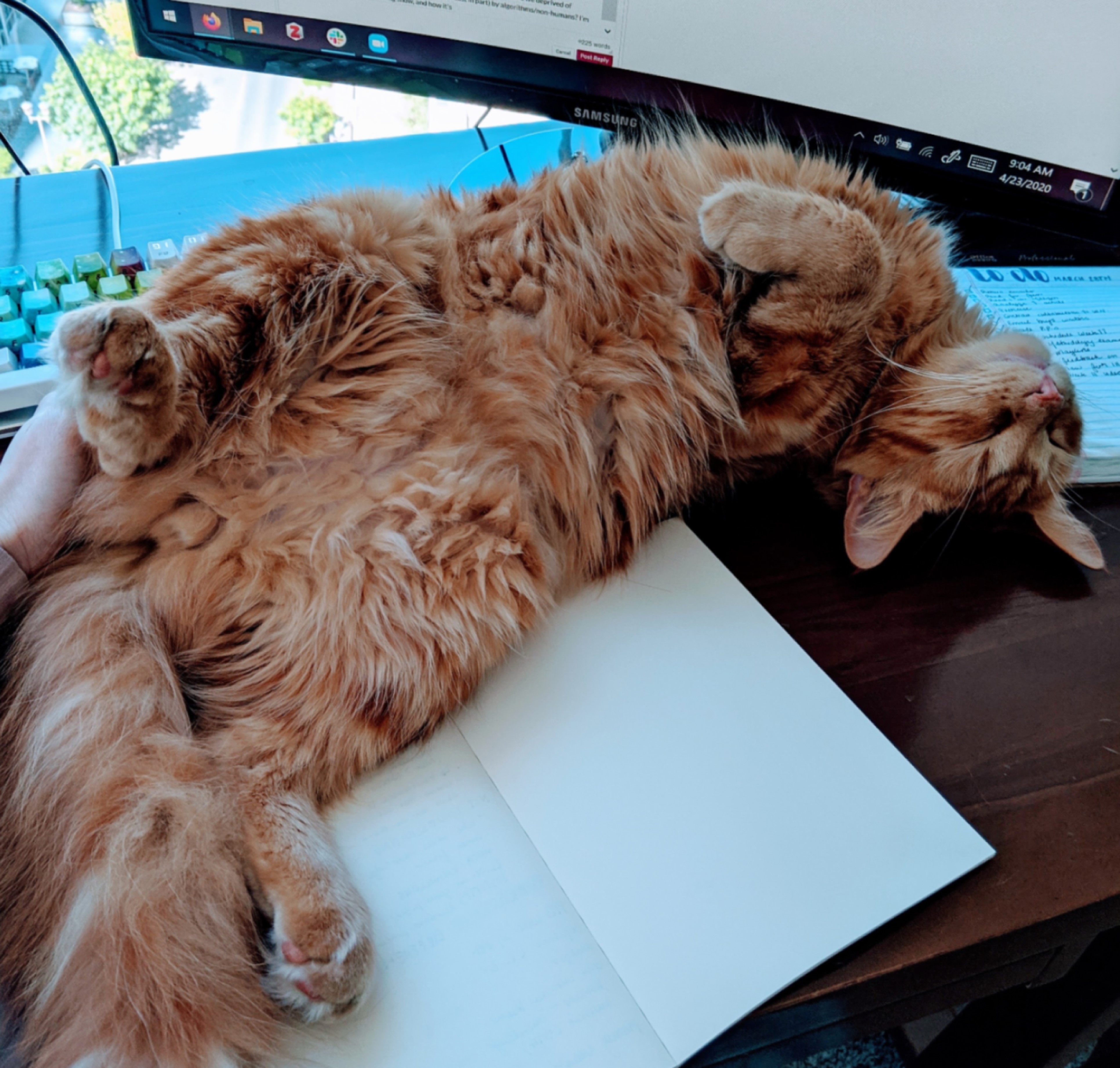 Henri Lefebvre (the kitten) relaxes irreverently upon my desk